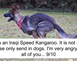 10+ Times People Failed To Send Dog Pics To ‘We Rate Dogs’ Twitter