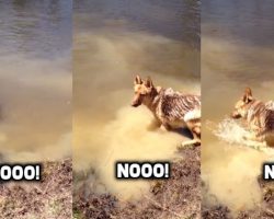 German Shepherd Dog Throws The Funniest Tantrum After She’s Told To Stop Swimming