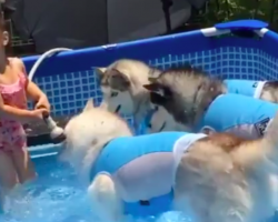 Little Girl Has The Most Adorable Pool Party With Three Huskies