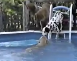 Amazing Golden Retriever Comes To The Rescue Of Her Dalmatian Friend
