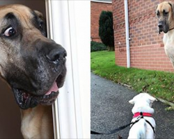 Meet Presley the real life Scooby Doo a Great Dane who’s afraid of everything!