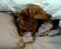 Grumpy Dachshund Doesn’t Want To Get Out Of Bed And Lets His Human Know It