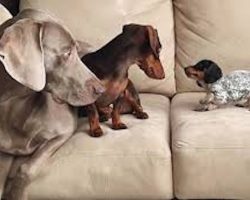 Two Dogs Introduced To Their Newest, Adorable Family Member