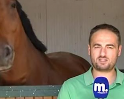 Reporter Steps In Front Of The Camera But The Horse Has The Crew Howling In Laughter