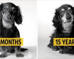 How dogs get older: A fascinating and deeply touching photography project