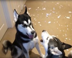 Dad Asks His Huskies Who Made The Mess And Gets A Hilarious
