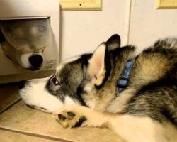 Huskies Have Playful Chat Through The Cat Door