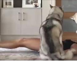 Huskies Hilariously Join In On Their Mom’s Fitness Routine