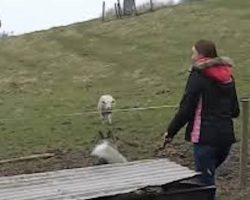 Sheep Spots A Husky And Runs Right Towards Him For Sweetest Reason Ever