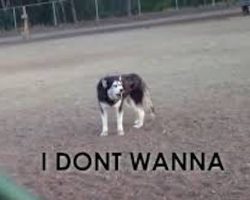 Husky Adorably Protests Whenever It’s Time To Leave The Dog Park
