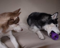 Husky Tries To Convince Her Sister To Share A Toy