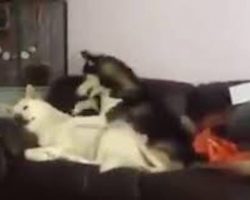 Husky Hilariously Tries To Convince Her Friend To Wake Up And Play