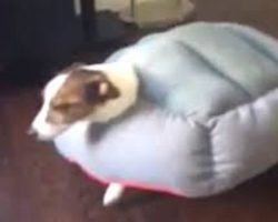 Jack Russell Gets Himself Stuck In His Bed