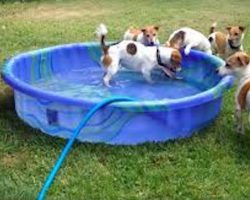 Jack Russell Terriers Adorably Battle Garden Hose