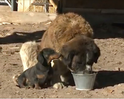 A Dachshund Does Something Amazing To Save His 180-Pound Saint Bernard Friend