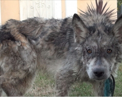 They think they’re rescuing a neglected dog until they take a closer look