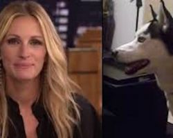 This Dog Is Afraid Of Julia Roberts. How Julia Confronts The Husky Is HILARIOUS! A Must See!