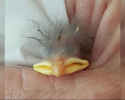 Woman finds broken egg on the ground with an odd-looking baby bird in it. A year later, it looks so different