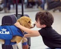 This Adorable Beagle Returns Lost Items To Their Owners In Schipol Airport