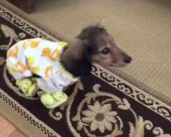 Dachshund Romping In Ducky Pajamas Is The Definition Of Ultimate Cuteness