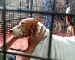 Beagles Rescued From Laboratory Cages Get Their First Taste Of Freedom