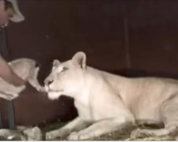 Lioness has just given birth to a baby cub. Now watch when the man tries to pick the cub up