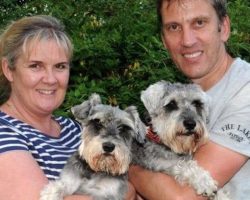 Lost Dogs Come Running After Their Family Cook Sausages Near The Spot They Went Missing