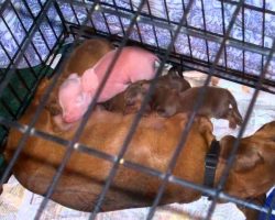 Loving Dachshund Adopts Piglet And Raises Her As One Of Her Own