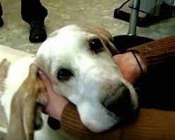 Man Thinks He Recognizes 13-Year-Old Basset Hound At Shelter, Reunites With Her After 10 Years Apart