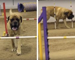 Large Mastiff Competes In Dog Agility At His Own Pace