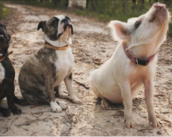 When She Was A Baby, She Found A Group Of Best Friends. They’re Unlikely, Yet Inseparable!