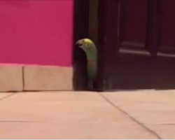 Parrot Lets Out A Hilariously Crazy Laugh After Sneaking Through Door