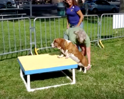 This Basset Hound Trying Her Absolute Best On An Agility Course Will Make You Smile!