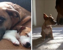 16 Pictures Of Big Dogs Hanging Out With Little Dogs
