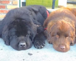 Family thinks they’re getting 2 normal dogs, but then they see them in person