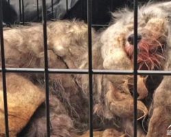 Dog Looks Like Lifeless Ball Of Fur Until She Lifts Her Head For Rescuers