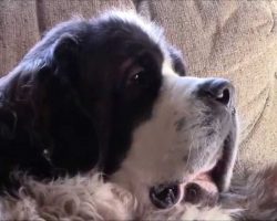 St. Bernard Dog Crying for Attention Like A Baby