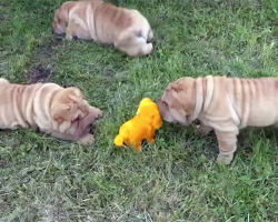 Shar Pei Puppies Fascinated By Robot Dog