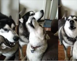 Siberian Huskies Sing The Song Of Their People