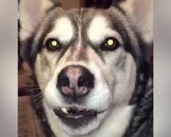 Siberian Husky Hilariously Talks Back To His Human When He Doesn’t Get His Way