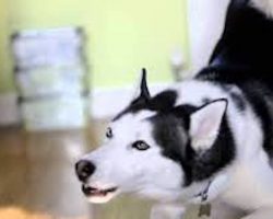 Naughty Siberian Husky Protests Going To Bed