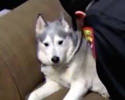 Siberian Husky’s Funny Shoplifting Crime Spree Ends With Police Arrest