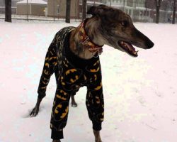 Greyhound Wearing Batman Pajamas Has A Blast Playing In The Snow