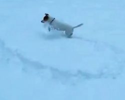 This Looks Like An Ordinary Field Of Snow, But Wait A Few Seconds And Look Closer… Aww!