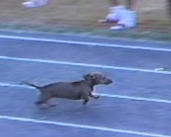 Smart Dachshund Does Whatever It Takes To Win The Dog Race