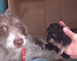 Stray Dog Is So Happy To Show Rescuers Her Babies