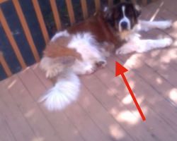 Stubborn Saint Bernard Doesn’t Wanna Come Inside