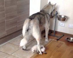 Sweet Husky Is Just Eating Dinner When She Gets Attacked In The Cutest Way Ever