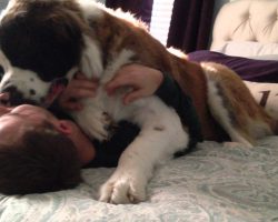 Dad Is Snuggling With His HUGE Saint Bernard. But There’s Only 1 Problem…