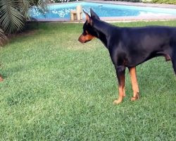 When An Itty Bitty Puppy Meets A Full-Grown Doberman, Epic Cuteness Ensues!